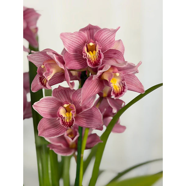 Orquídea Cymbidium Rosa – 2 hastes – Flor grande 1