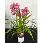 Orquídea Cymbidium Rosa – 2 hastes – Flor grande 2