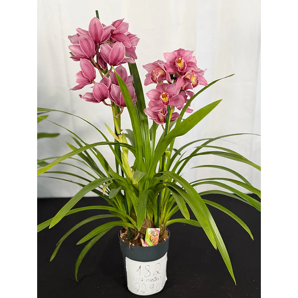 Orquídea Cymbidium Rosa – 2 hastes – Flor grande 2