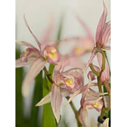 Cymbidium Pink Star Elegance – 1 a 2 Hastes 1
