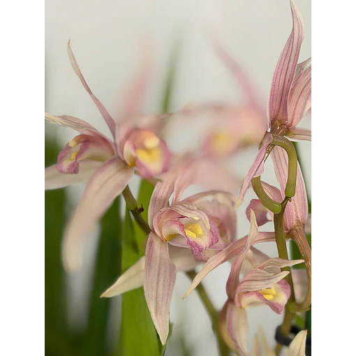 Cymbidium Pink Star Elegance – 1 a 2 Hastes