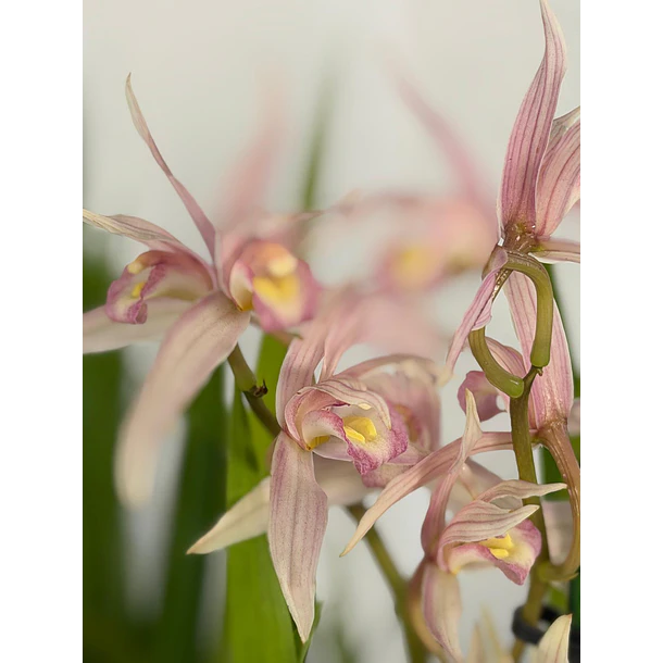 Cymbidium Pink Star Elegance – 1 a 2 Hastes 1