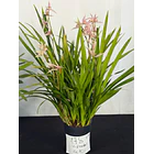 Cymbidium Pink Star Elegance – 1 a 2 Hastes 2