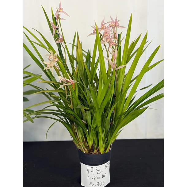 Cymbidium Pink Star Elegance – 1 a 2 Hastes 2