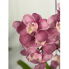 Cymbidium Rosa Clássico - 1 a 2 Hastes 1