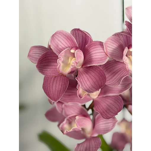 Cymbidium Rosa Clássico - 1 a 2 Hastes