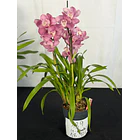 Cymbidium Rosa Clássico - 1 a 2 Hastes 2