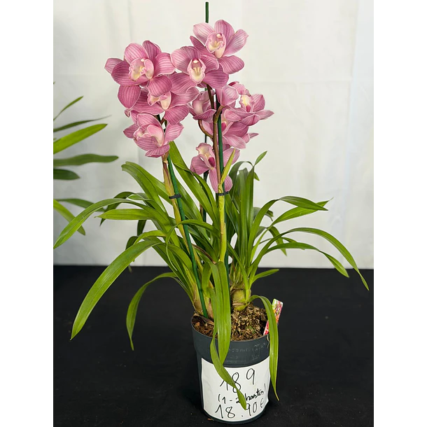 Cymbidium Rosa Clássico - 1 a 2 Hastes 2