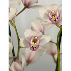 Cymbidium White Blush - 1 a 2 hastes  1