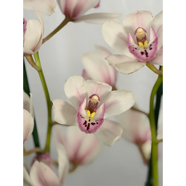 Cymbidium White Blush - 1 a 2 hastes  1