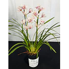 Cymbidium White Blush - 1 a 2 hastes  2