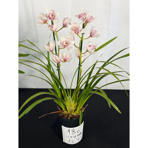 Cymbidium White Blush - 1 a 2 hastes  2