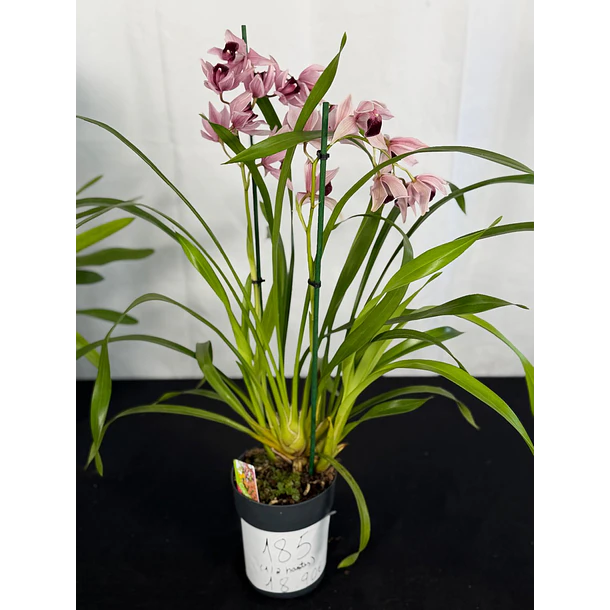 Orquídea Cymbidium Million Veil – 1 a 2 Hastes 2