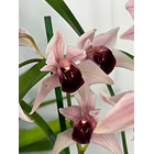 Orquídea Cymbidium Million Veil – 1 a 2 Hastes 1