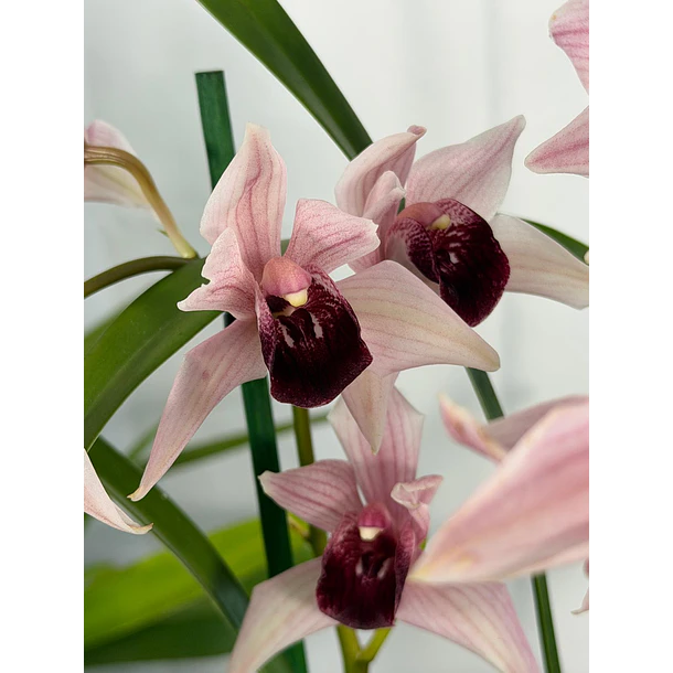 Orquídea Cymbidium Million Veil – 1 a 2 Hastes 1