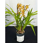 Orquídea Cymbidium Dourada - 2 Hastes 2