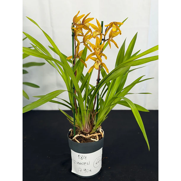 Orquídea Cymbidium Dourada - 2 Hastes 2