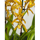 Orquídea Cymbidium Dourada - 2 Hastes 1