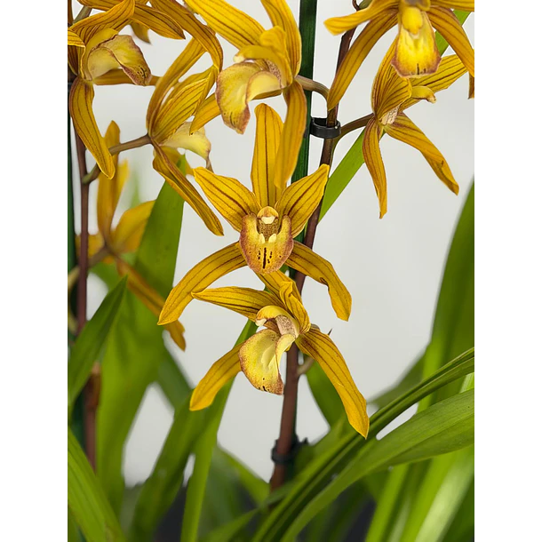 Orquídea Cymbidium Dourada - 2 Hastes 1