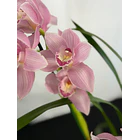 Orquídea Cymbidium Rosa Suave – 1 a 2 Hastes | Flor Grande 1