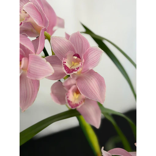 Orquídea Cymbidium Rosa Suave – 1 a 2 Hastes | Flor Grande