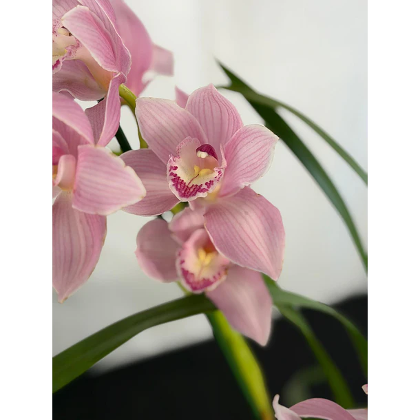 Orquídea Cymbidium Rosa Suave – 1 a 2 Hastes | Flor Grande 1