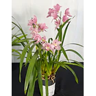 Orquídea Cymbidium Rosa Suave – 1 a 2 Hastes | Flor Grande 2