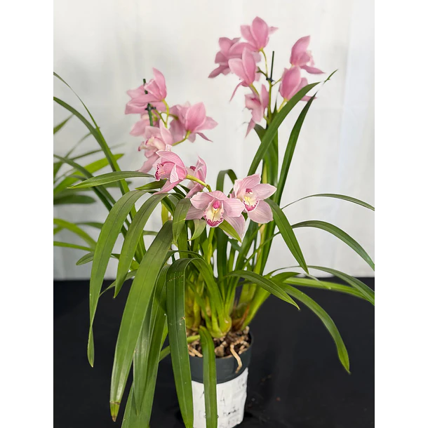 Orquídea Cymbidium Rosa Suave – 1 a 2 Hastes | Flor Grande 2