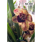 Orquídeas de Coleção com 3/4 bolbos  1