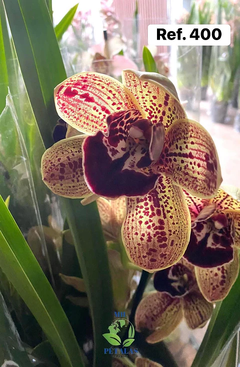 Orquídeas de Coleção com 3/4 bolbos 