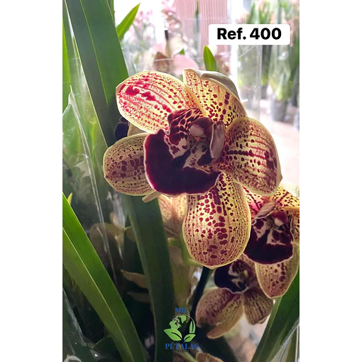 Orquídeas de Coleção com 3/4 bolbos 
