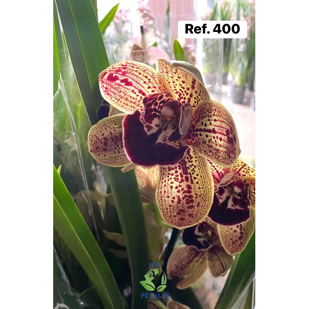 Orquídeas de Coleção com 3/4 bolbos  1