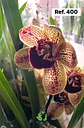 Orquídeas de Coleção com 3/4 bolbos  - Thumbnail 1
