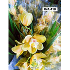 Orquídeas de Coleção com 3/4 bolbos  24