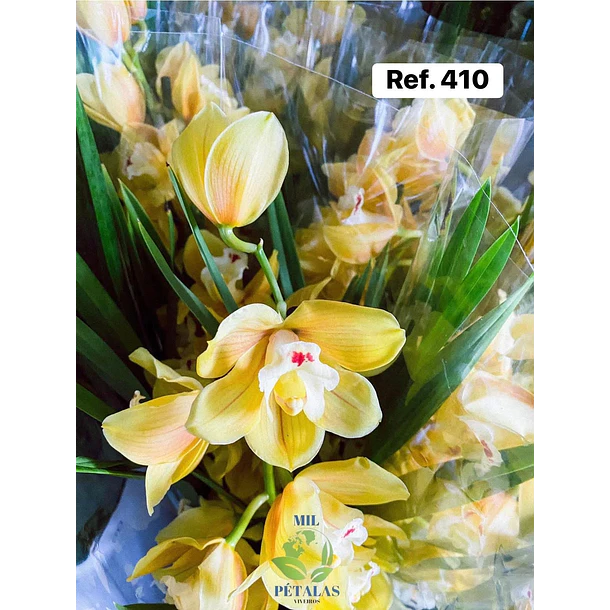 Orquídeas de Coleção com 3/4 bolbos  24