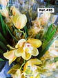 Orquídeas de Coleção com 3/4 bolbos  - Thumbnail 24