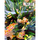 Orquídeas de Coleção com 3/4 bolbos  2