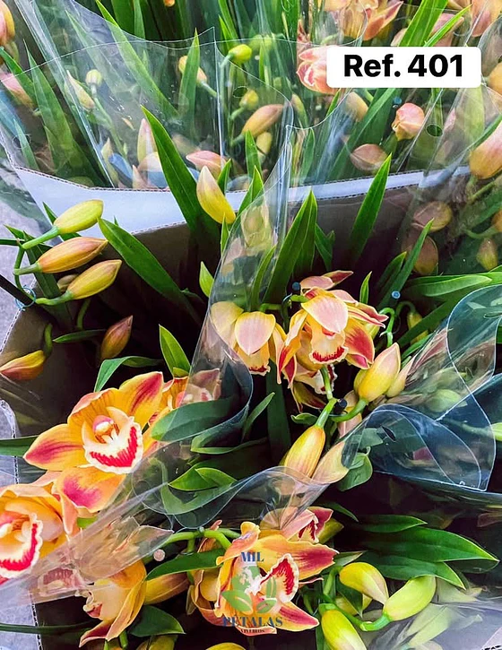 Orquídeas Cymbidium de Coleção, 3/4 bolbos · Seleção 1 - foto 2