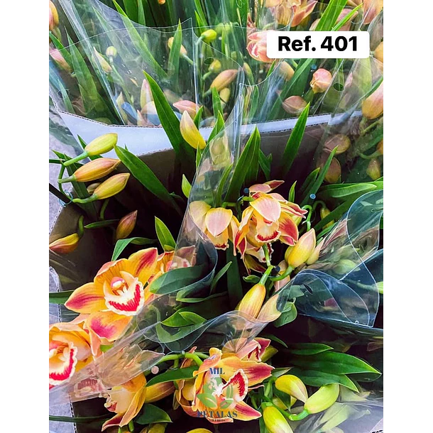 Orquídeas de Coleção com 3/4 bolbos  2