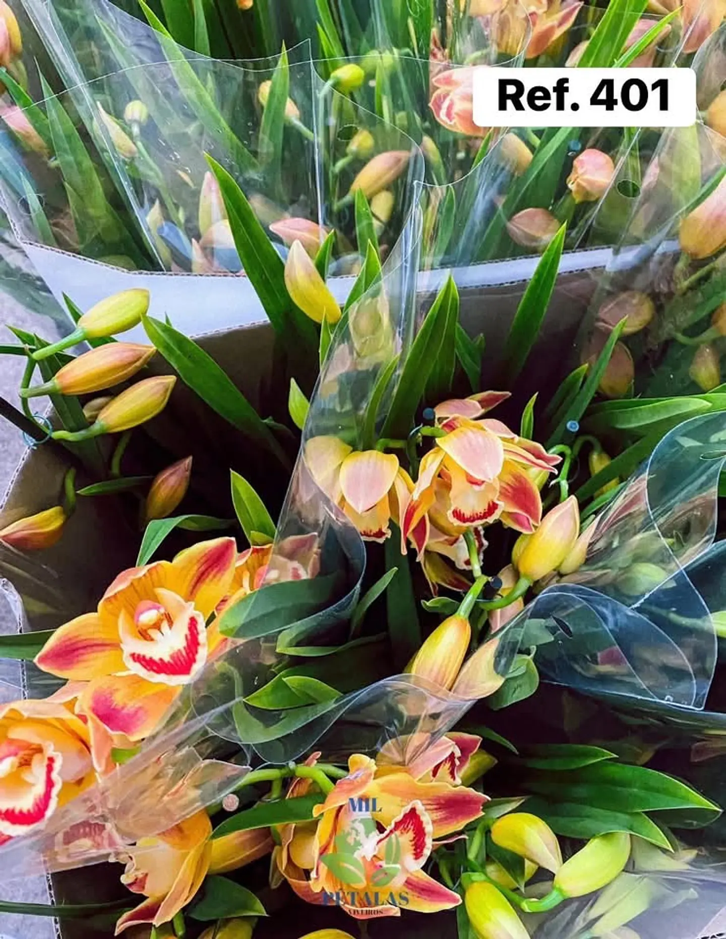 Orquídeas de Coleção com 3/4 bolbos  2