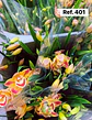 Orquídeas de Coleção com 3/4 bolbos  - Thumbnail 2