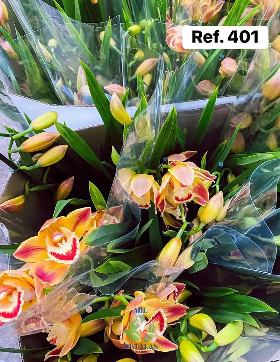 Orquídeas de Coleção com 3/4 bolbos  2