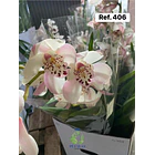 Orquídeas de Coleção com 3/4 bolbos  9