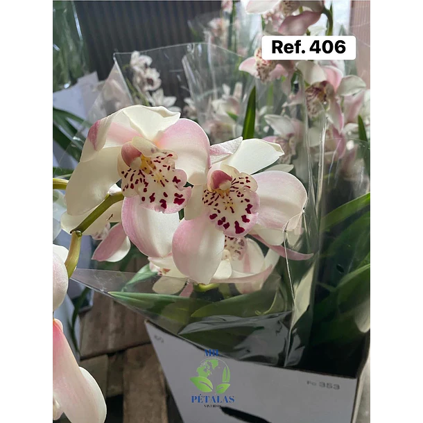 Orquídeas de Coleção com 3/4 bolbos  9