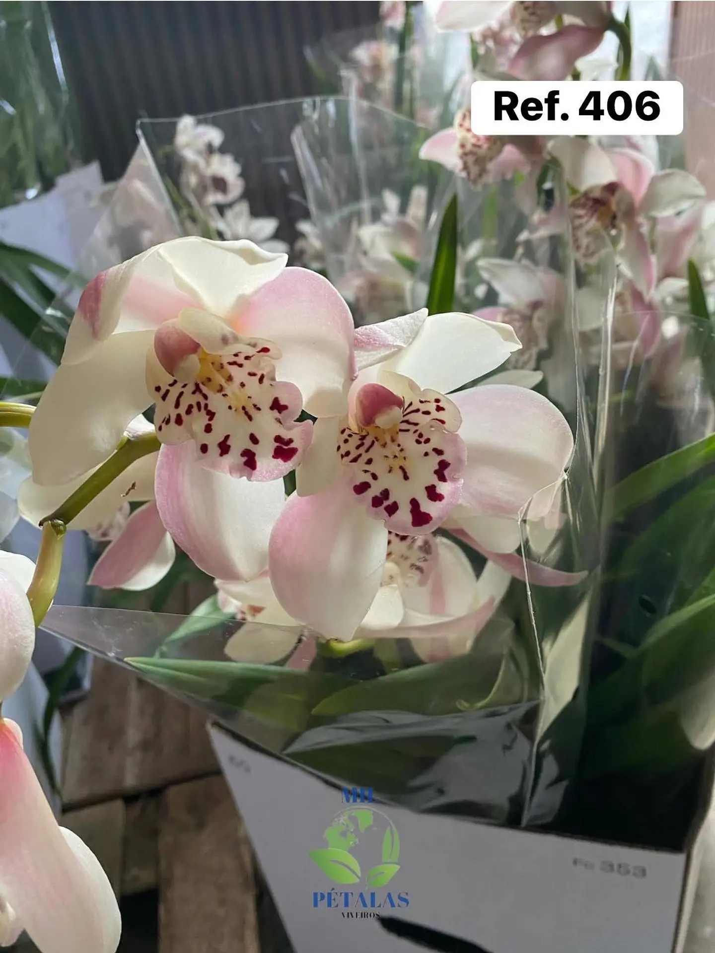 Orquídeas de Coleção com 3/4 bolbos  9