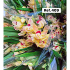 Orquídeas de Coleção com 3/4 bolbos  14