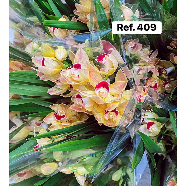 Orquídeas de Coleção com 3/4 bolbos  14