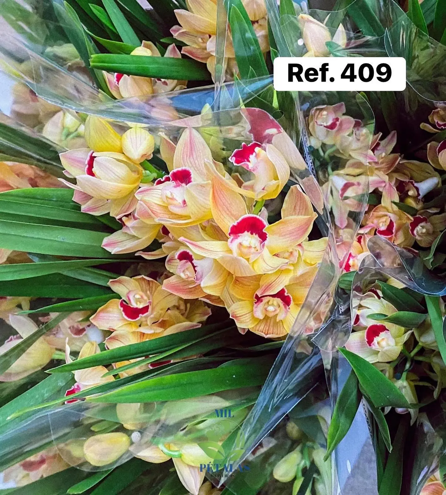Orquídeas de Coleção com 3/4 bolbos  14