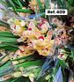Orquídeas de Coleção com 3/4 bolbos  - Thumbnail 14