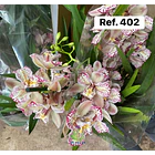 Orquídeas de Coleção com 3/4 bolbos  3